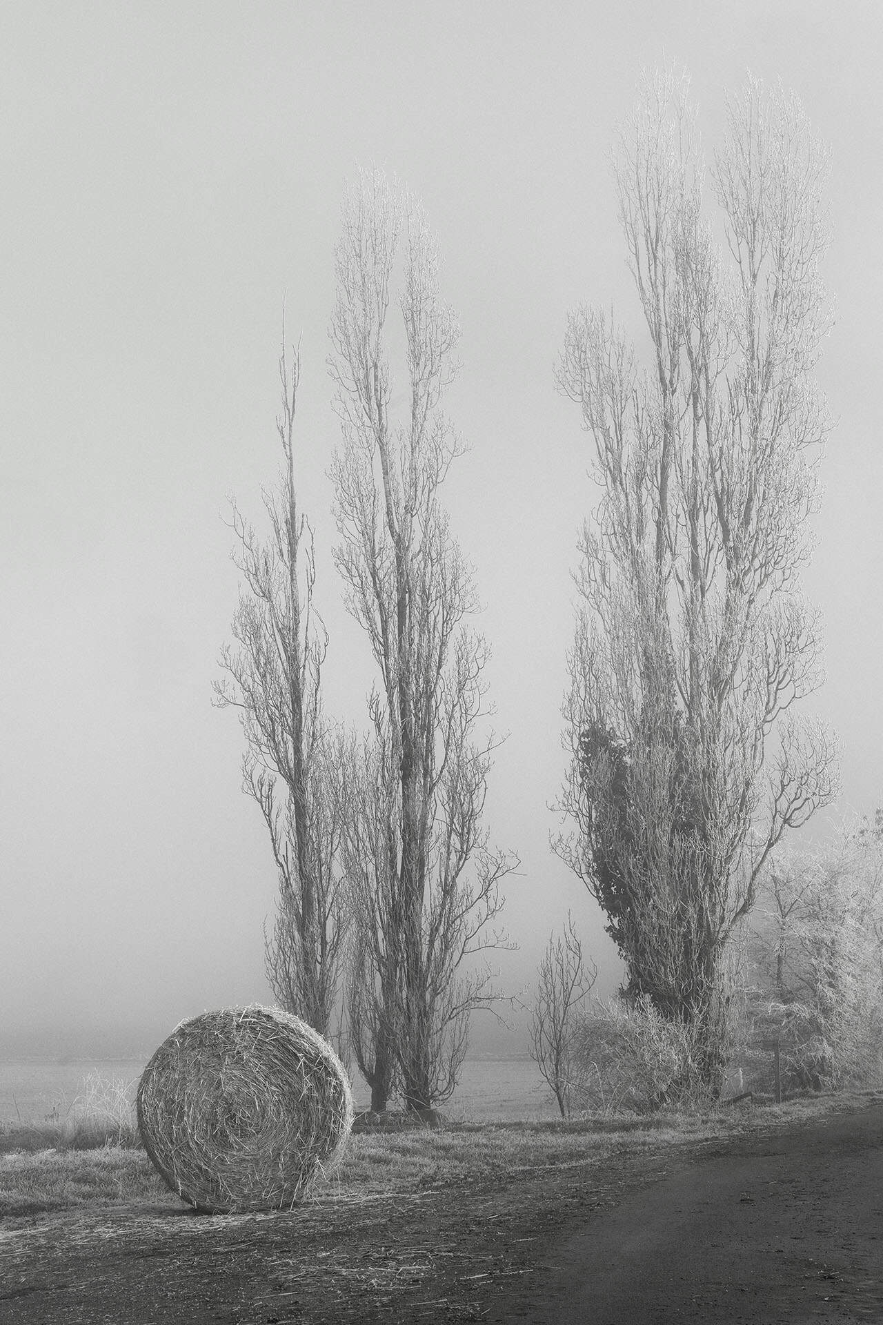 Festival hivernal en noir et blanc