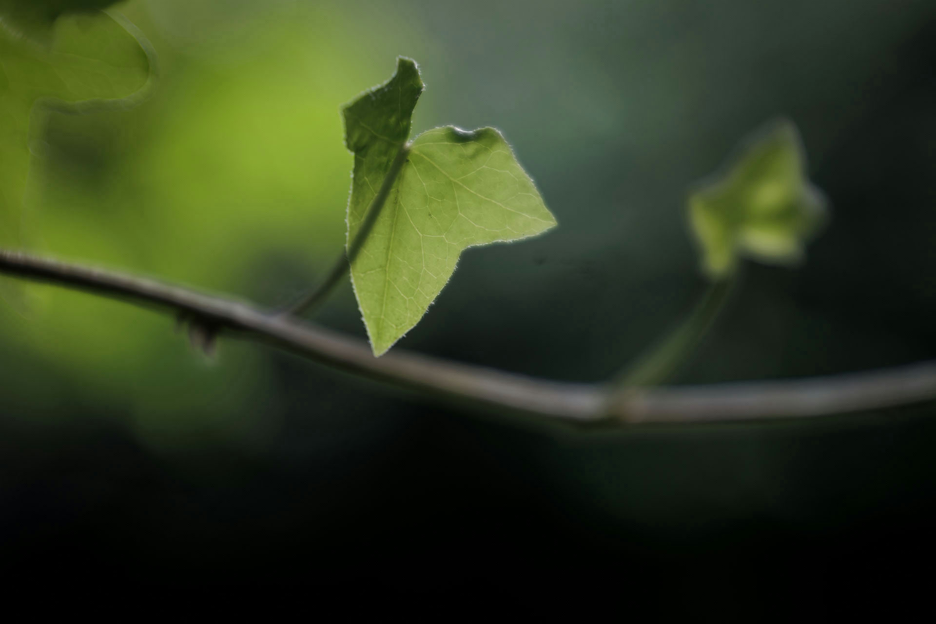 De l'orée au crépuscule d'une saison