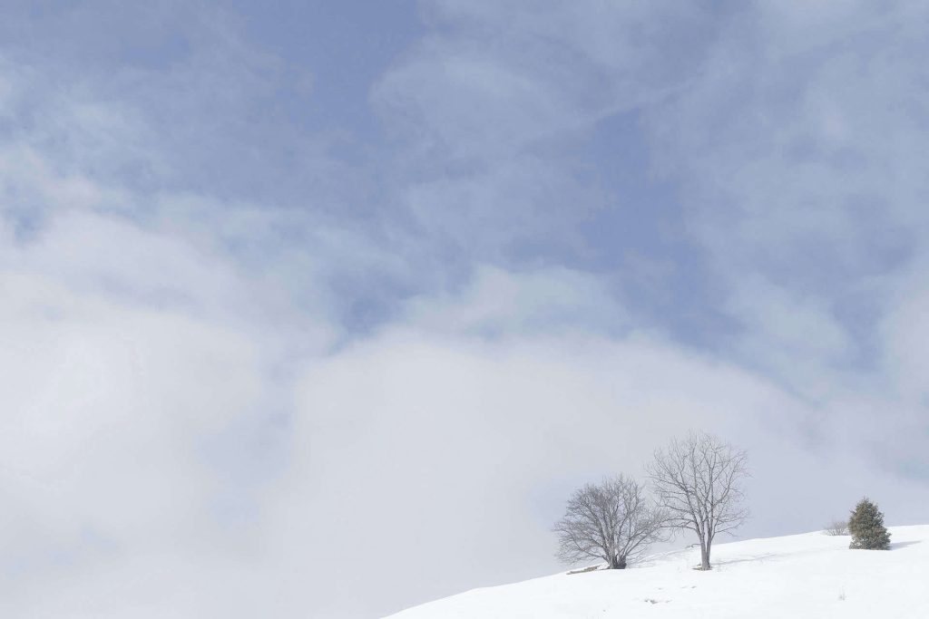 arbres isolés au sommet d'une montagne, Villard Notre Dame, 9 février 2026