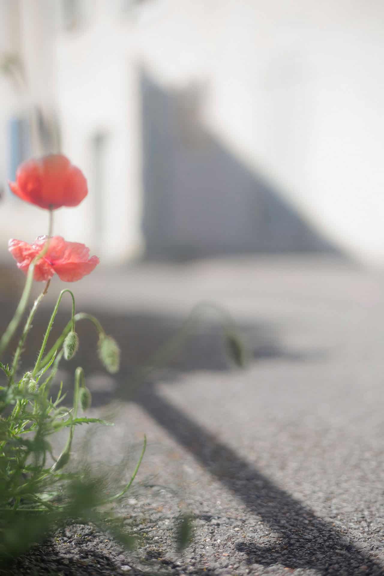 Chemin faisant