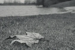 Feuille morte au bord d'un lac Pouzauges, 27 janvier 2026