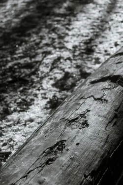 Tronc d'arbre mort par temps givré avec écailles d'écorce Le bois de la Folie, 31 décembre 2025 au Bois de la Folie