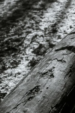 Pelure d'hiver Tronc d'arbre mort par temps givré avec écailles d'écorce Le bois de la Folie, 31 décembre 2025 au Bois de la Folie