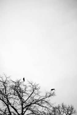 Oiseaux perchés sur un arbre lac de Ribou en hiver 12 janvier 2026