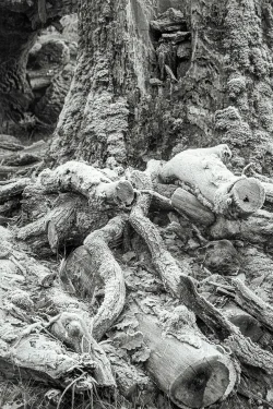 Mémoire gelée racines d'arbre mort couvertes de givres aux Herbiers 5 janvier 2026