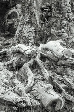 racines d'arbre mort couvertes de givres aux Herbiers 5 janvier 2026