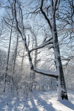 Arbre couvert de neige sous lumière douce de l'hiver Le bois de La Folie, 6 janvier 2026