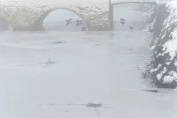 canards marchant sur la glace dans les douves d'un château aux Herbiers L'Etenduère, 7 janvier 2026