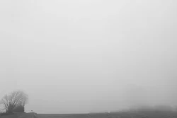 Bocage vendéen dans le brouillard d'hiver, St Michel Mont Mercure, 16 janvier 2026