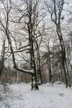 lever de soleil sous la neige à Pouzauges Noël 2025
