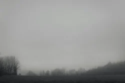 Vache isolée dans un pré sous un temps brumeux Pouzauge, 26 janvier 2026