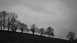 Arbres au sommet d'une colline par temps de pluie, Meilleraie Tillay, 26 janvier 2026