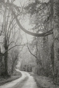 chemin entouré de grands arbres bocage vendéen St Mars la Réorthe 1février 2026