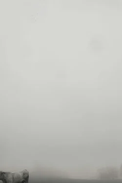 Vivement dimanche animal domestique sous la brume d'hiver bocage vendéen St Michel-Mont-Mercure, 15 janvier 2026
