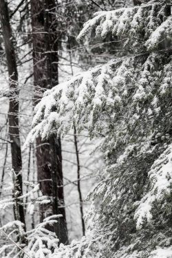 Détail d'arbres sous la neige, hauteurs du Plateau d'Assy 16 février 2026