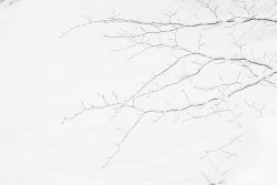 Branches d'arbuste sur fond blanc