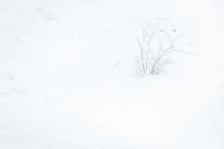 Paysage de neige, Plateau d'Assy 16 février 2026