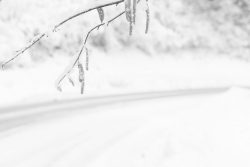 Paysage de neige, Plateau d'Assy 17 février 2026