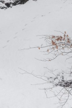 Feuilles d'or Paysage de neige, Plateau d'Assy 16 février 2026