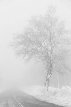 Vigie solitaire arbre tordu route, col d'Ornon 14 février 2026