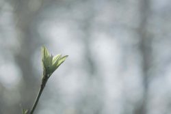 Nouvelles feuilles, Sévremont 8 mars 2026