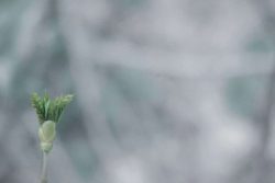 nouvelles feuilles, Pouzauges 9 mars 2026