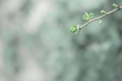 nouvelles feuilles, Pouzauges 9 mars 2026