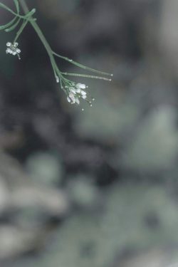 fleur sauvage, Sévremont 13 février 2026