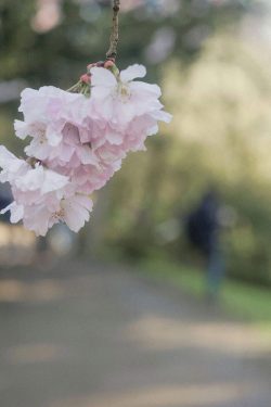Cerisier en fleur, parc oriental Maulévrier 14 mars 2026