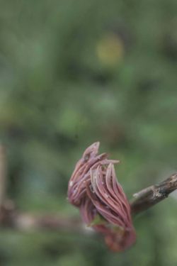 Bourgeon bordeaux parc oriental maulévrier 14 mars 2026