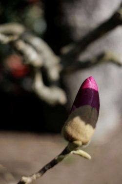 Bourgeon magnolia parc oriental maulévrier 14 mars 2026