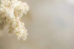 pieris équilibréeparc oriental maulévrier 14 mars 2026