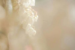 pieris vaporeux parc oriental maulévrier 14 mars 2026