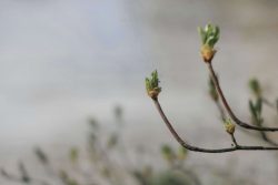 Bourgeons, parc oriental maulévrier 14 mars 2026