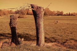 Campagne bocage, sévremont 6 avril 2026