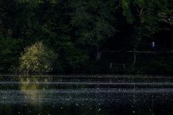 Etang de l'Aujardière, Les Epesses, 26 avril 2026
