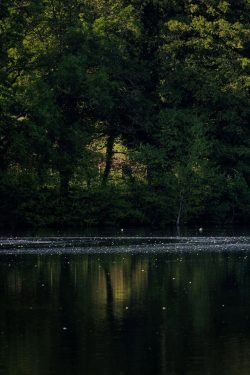 Etang de l'Aujardière, Les Epesses, 26 avril 2026