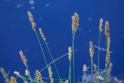 Etang de l'Aujardière, Les Epesses, 26 avril 2026