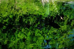 Etang de l'Aujardière, Les Epesses, 26 avril 2026