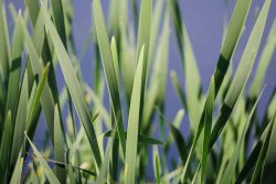 Etang de l'Aujardière, Les Epesses, 26 avril 2026