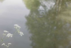 Bord d'étang La Pommeraie sur Sèvre 27 avril 2026