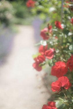 Terra Botanica, 9 mai 2026