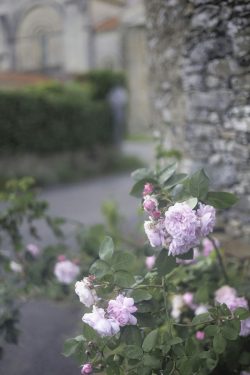 Vouvant, 15 mai 2026