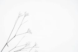 nature, Alpes, février 2026