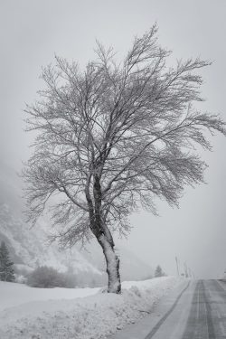 Nature, Alpes février 2026