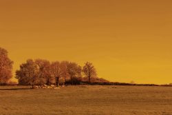 campagne, bovins, Sévremont, avril 2026