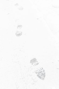 nature, Alpes, février 2026