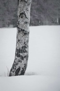 Alpes, nature, février 2026